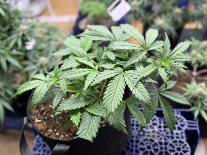 Opiom Auto #3. Week 5