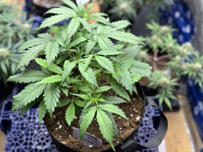 Opiom Auto #3. Week 5