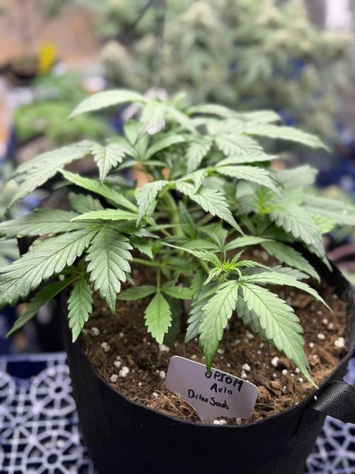 Opiom Auto #3. Week 5