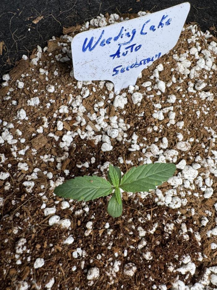 Wedding cake auto. Week 2