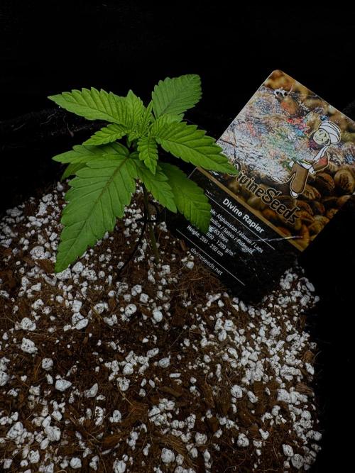 Divine Rapier. Week 3