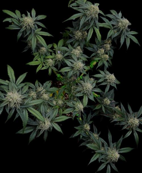 Auto Opiom #2. Week 9