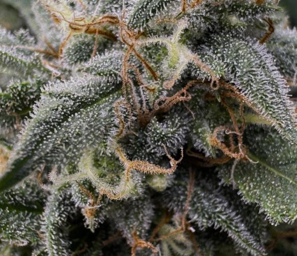 Cookies Apple Og F1 auto. Week 11