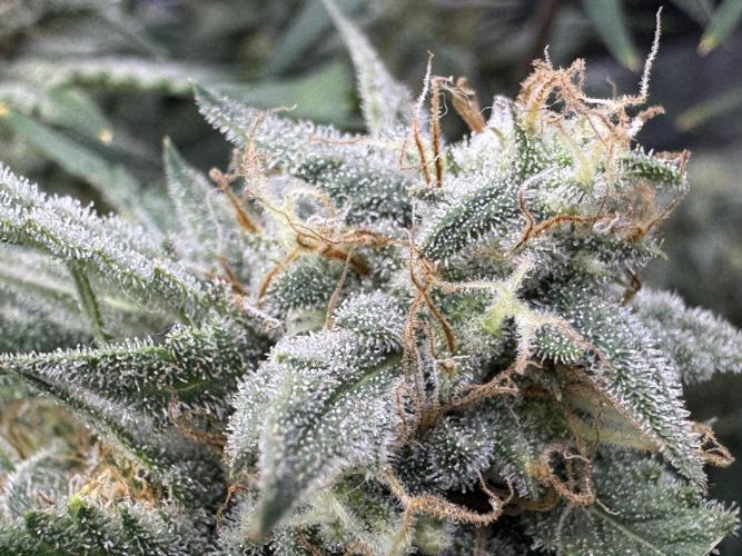 Cookies Apple Og F1 auto. Week 11