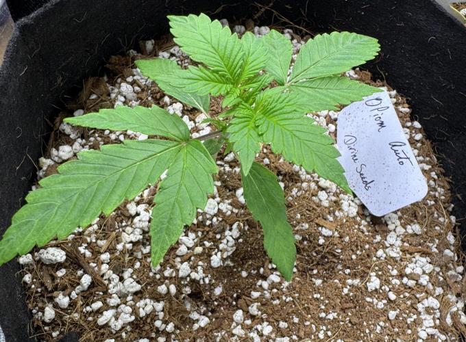 Opiom auto #4. Week 3