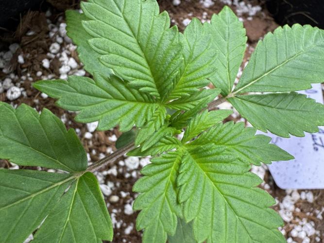 Opiom auto #4. Week 3