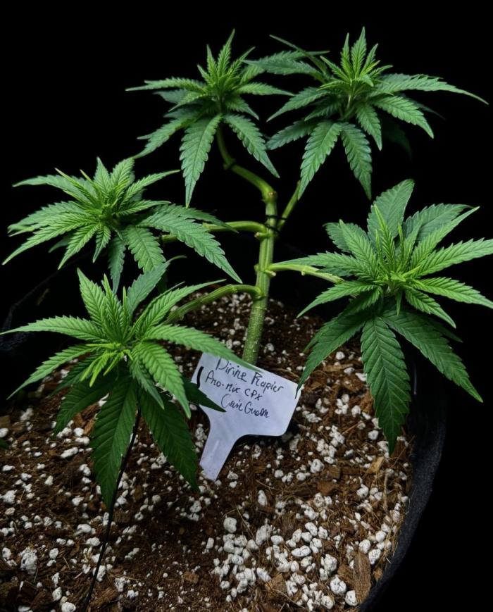 Divine Rapier. Week 6