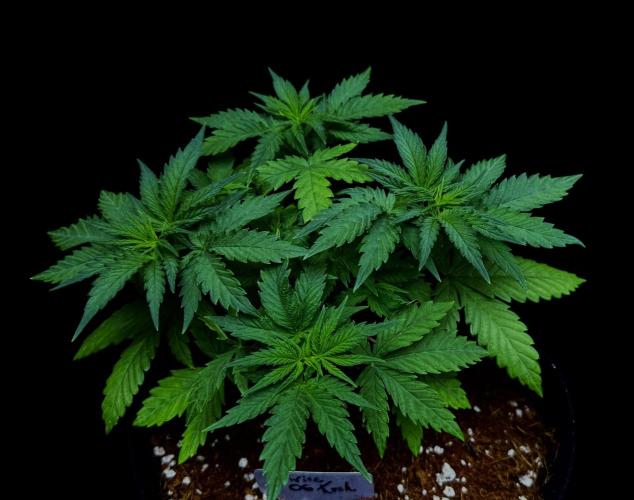 Divine Og Kush. Week 6