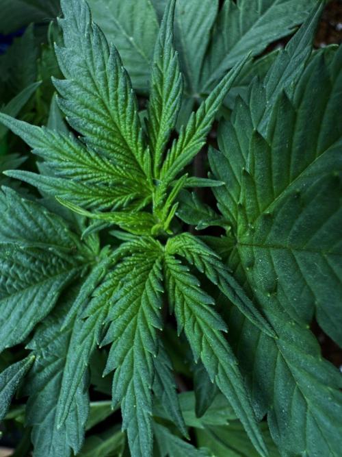 Divine Og Kush. Week 6