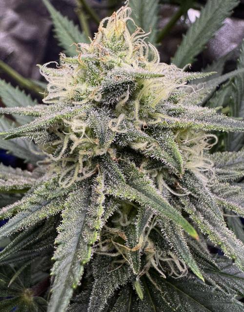 Pablo Escobar Auto. Week 10