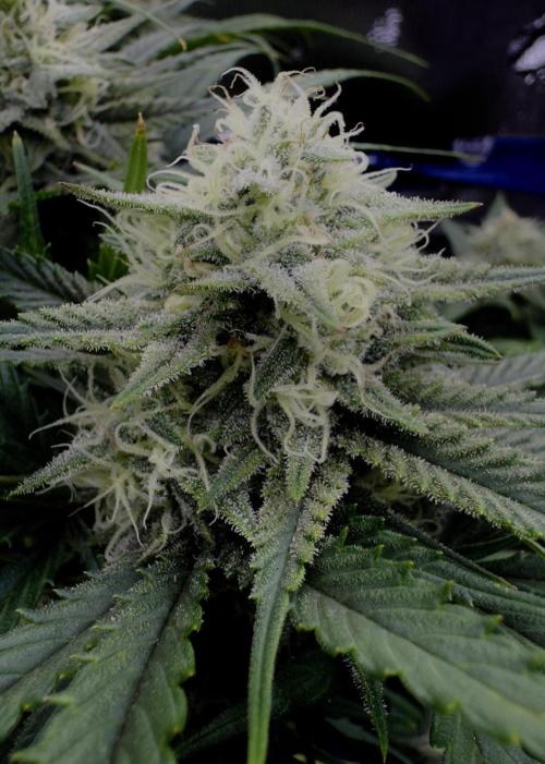 Pablo Escobar Auto. Week 10