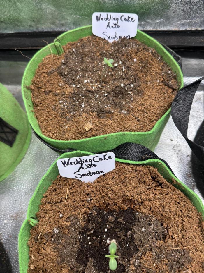 Wedding cake auto. Week 1