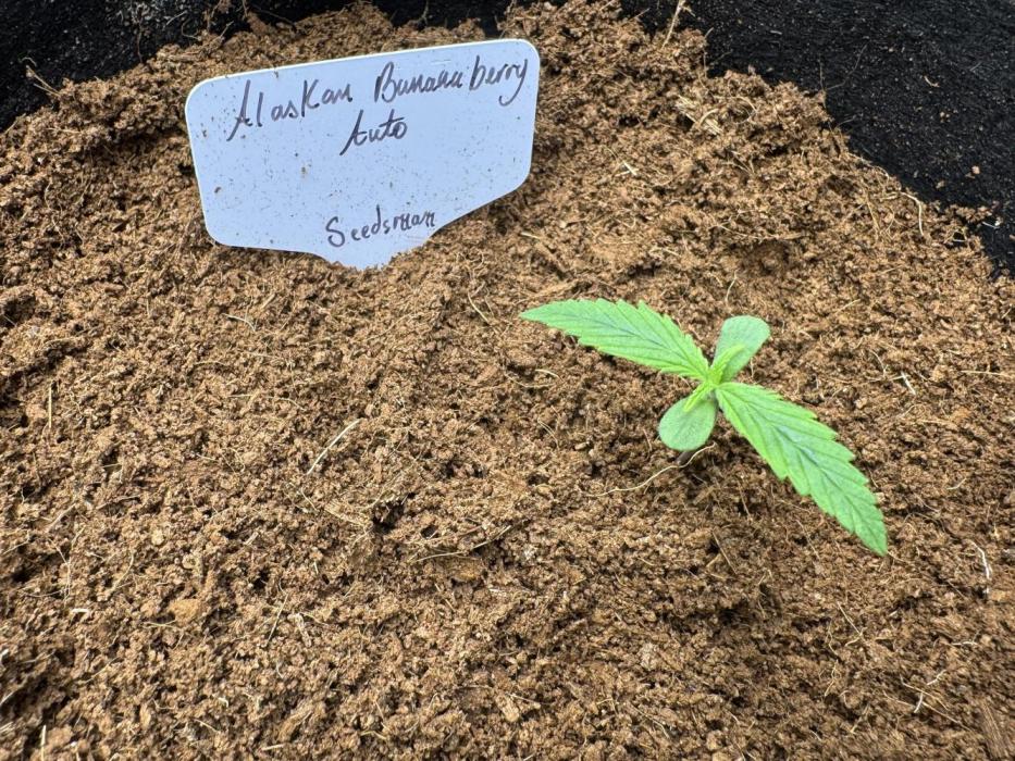 Alaskan bananaberry. Week 2