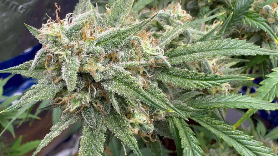 Cookies Apple Og F1 auto