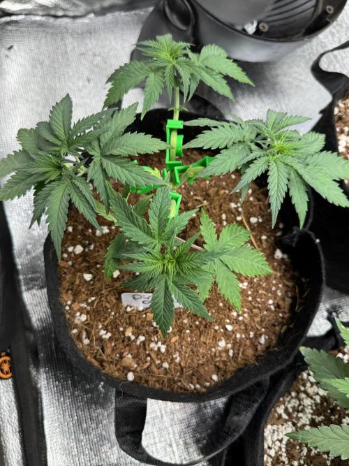 Divine Og Kush. Week 6