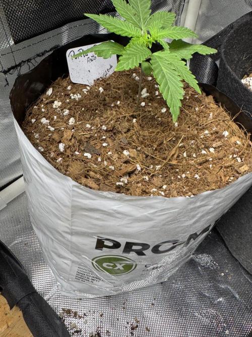 Purple Punch Auto 4. Week 3