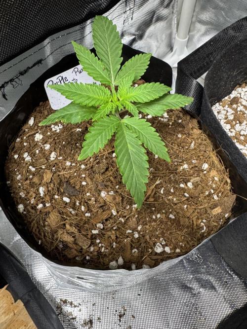 Purple Punch Auto 4. Week 3