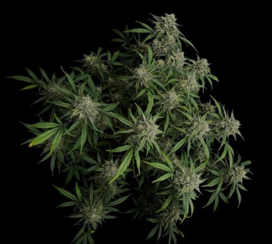 Cookies Apple Og F1 auto. Week 12