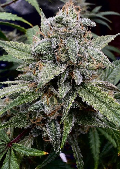 Cookies Apple Og F1 auto. Week 12