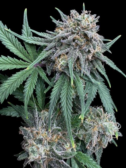 Divine Rapier Auto #3. Week 11