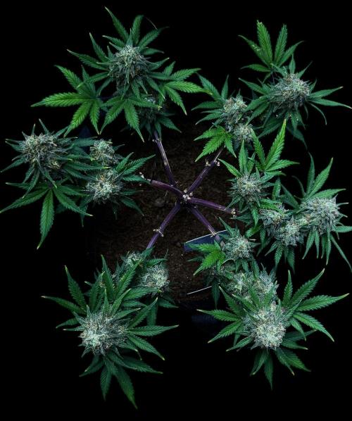 Divine Rapier Auto #3. Week 11