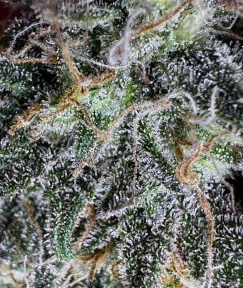 Divine Rapier Auto #3. Week 11