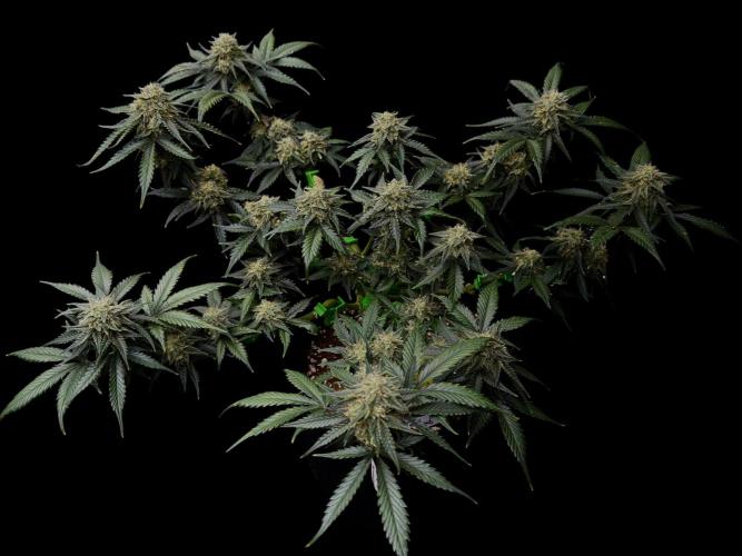 Auto Opiom #2. Week 10