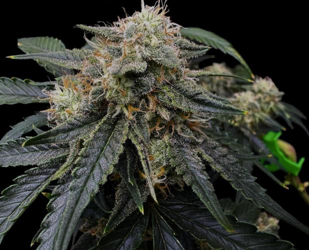 Auto Opiom #2. Week 10