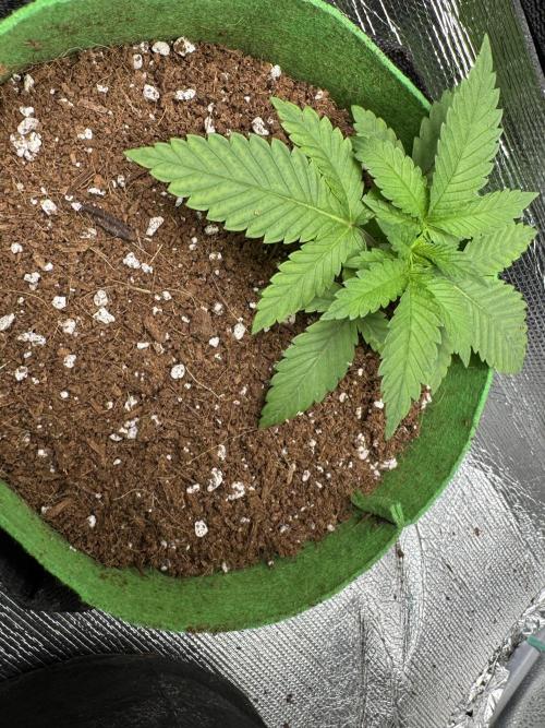 Divine Rapier. Week 3