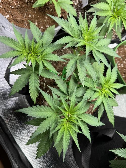 Divine Og Kush. Week 6