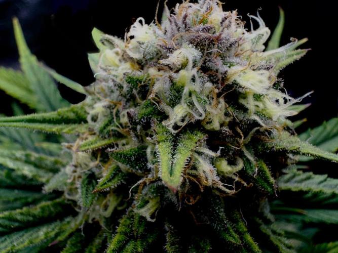 Pablo Escobar Auto. Week 11