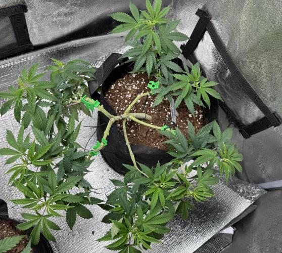 Animal Face. Week 10