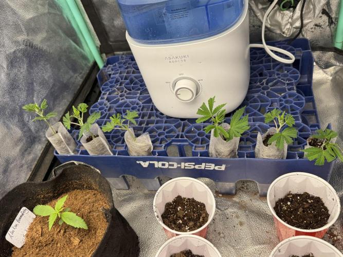 Animal Face. Week 10