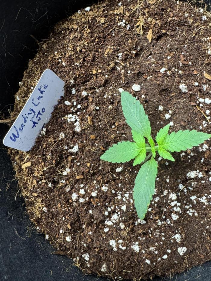 Wedding cake auto. Week 3