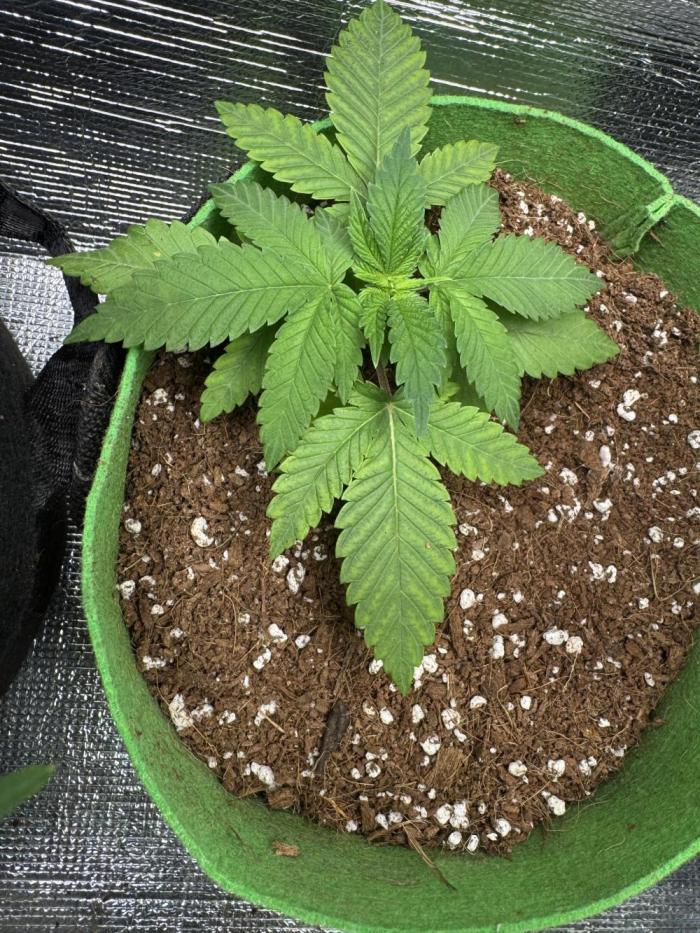 Divine Rapier. Week 4