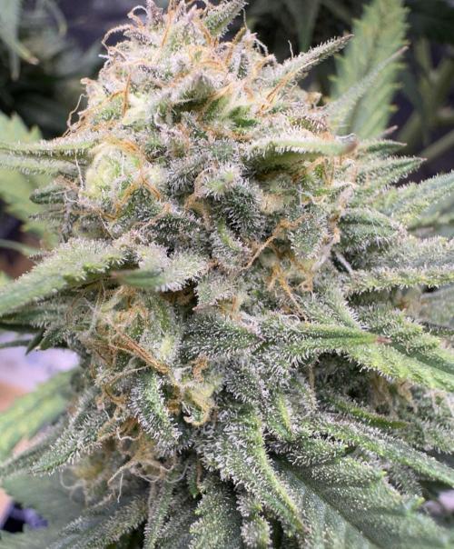 Pablo Escobar Auto. Week 11