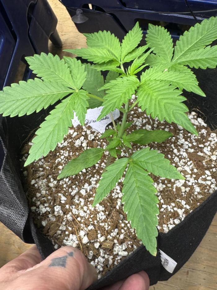 Opiom auto #4. Week 4