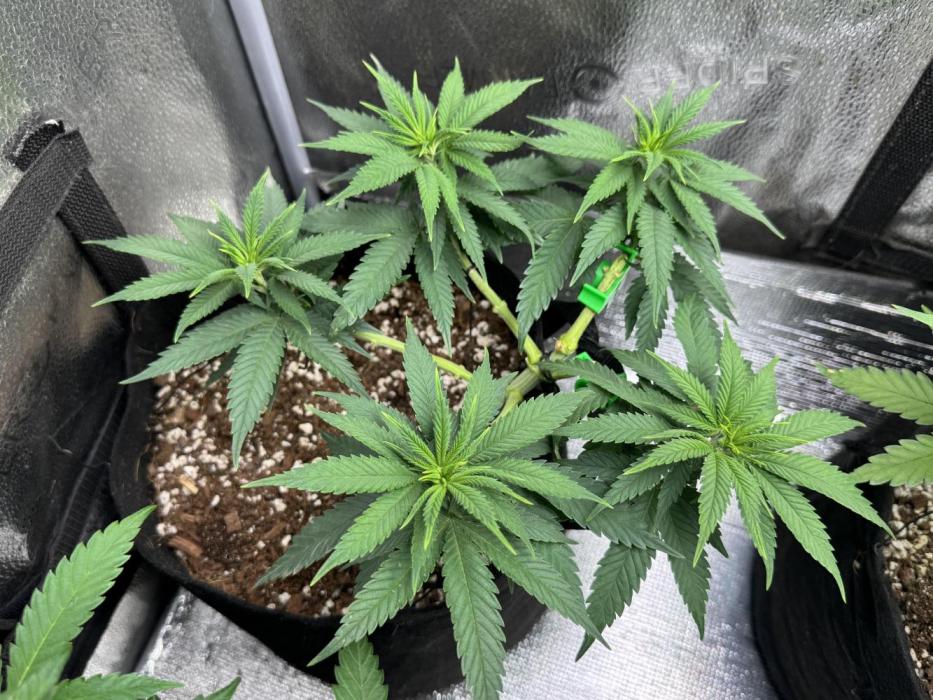 Divine Rapier. Week 7