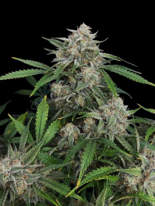 Cookies Apple Og F1 auto. Week 12