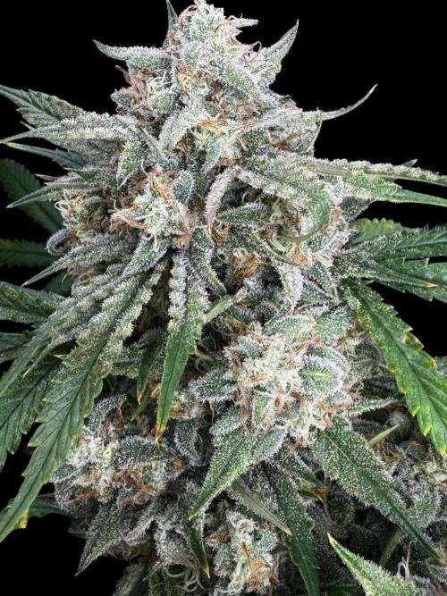 Cookies Apple Og F1 auto. Week 12