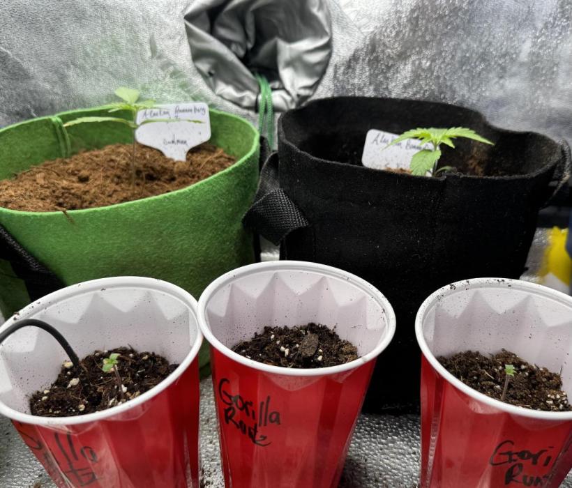 Gorilla Runtz. Week 0