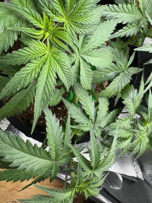 Divine Og Kush. Week 7