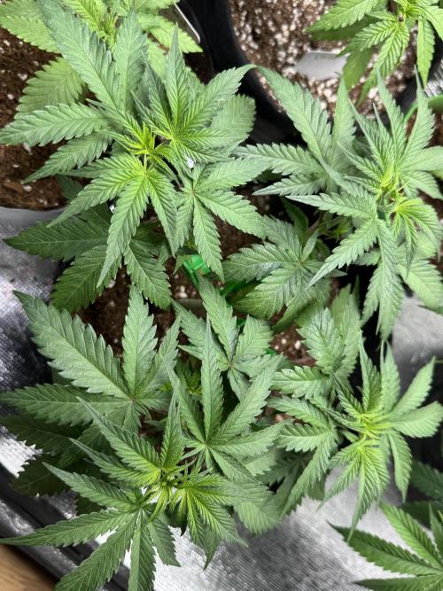 Divine Og Kush. Week 7