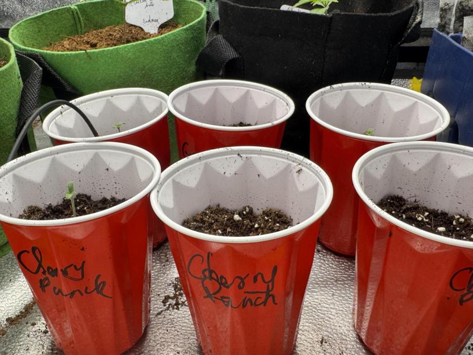 Cherry Punch F1. Week 0