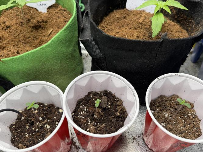 Gorilla Runtz. Week 1