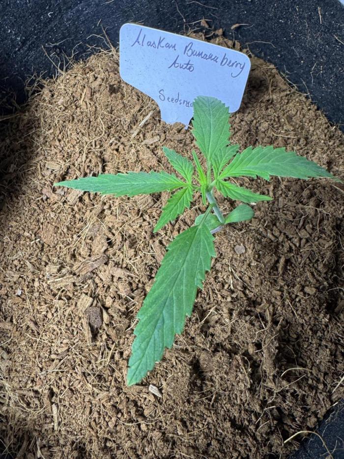 Alaskan bananaberry. Week 3