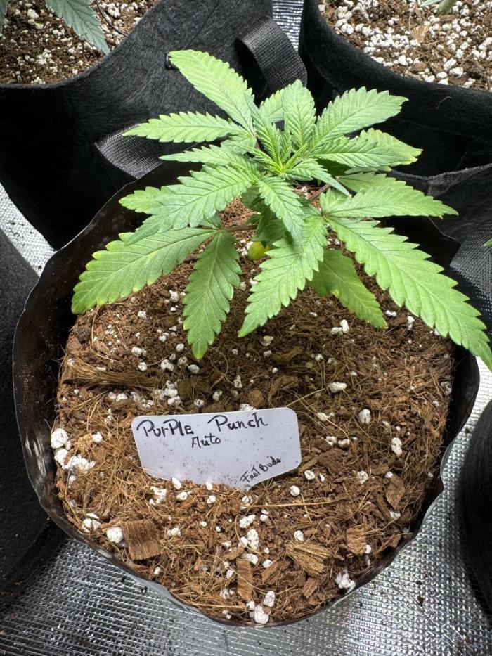 Purple Punch Auto 4. Week 4