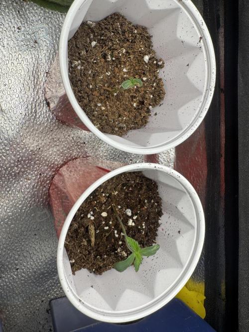 Cherry Punch F1. Week 1