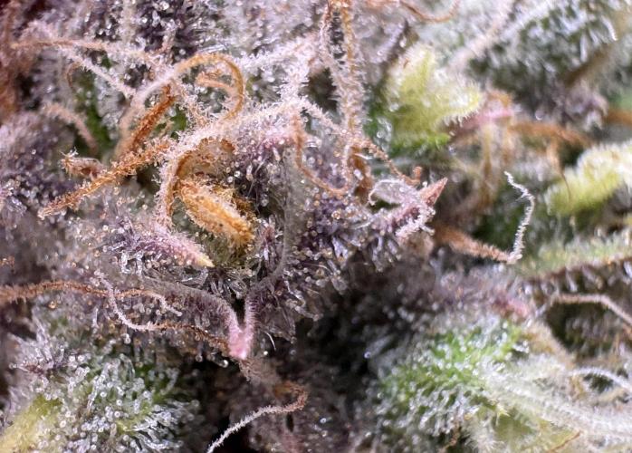 Pablo Escobar Auto. Week 12