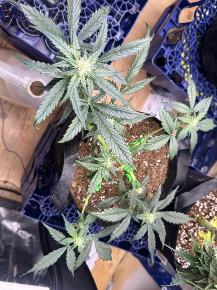 Opiom Auto #3. Week 6